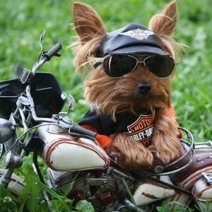 Meet your Posher, Pamela